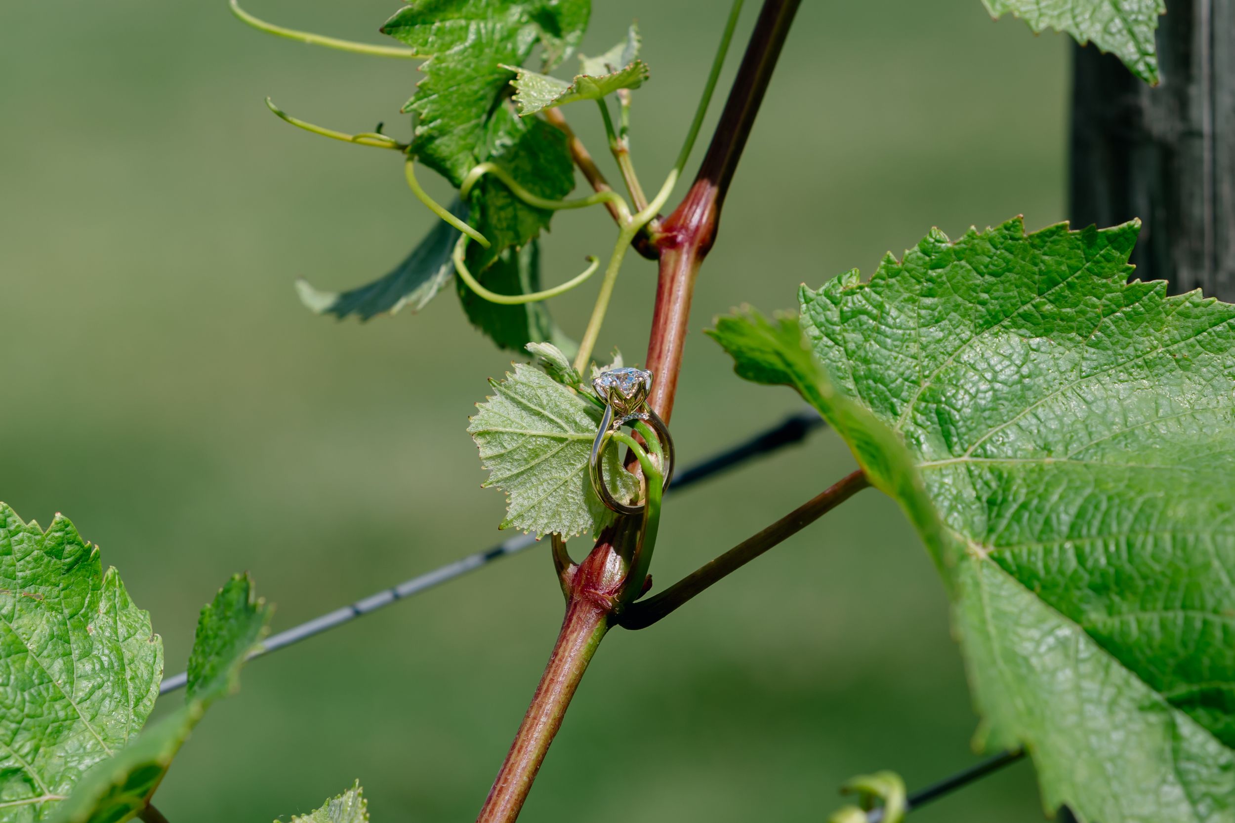 Virginia Winery Surprise Proposal Photographer