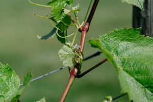 Virginia Winery Surprise Proposal Photographer