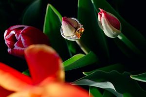 Virginia Surprise Proposal Photographer