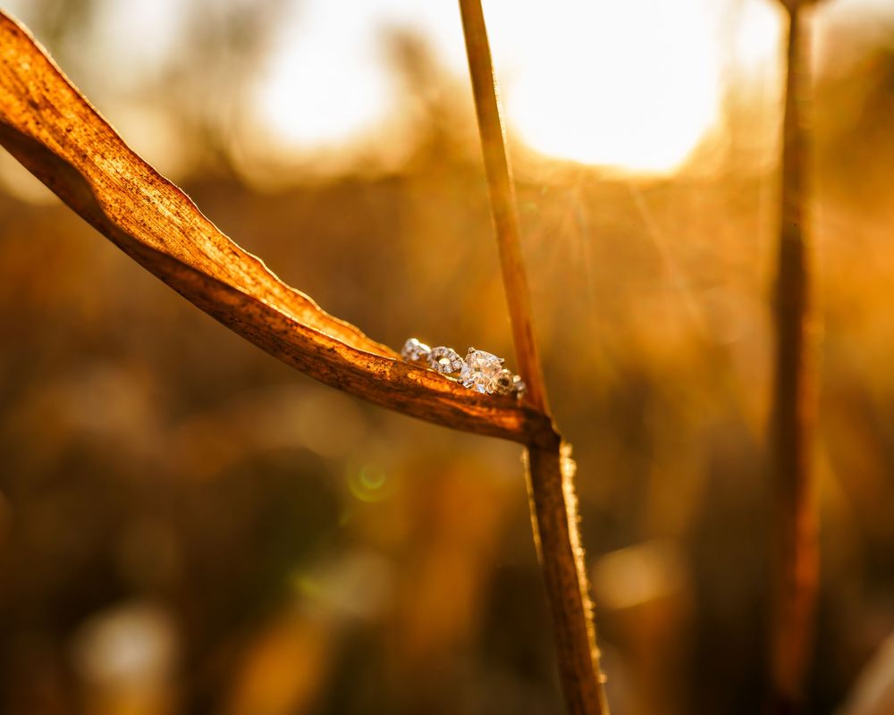 Water droplet glistening on dried plant stem in golden sunlight during sunset.