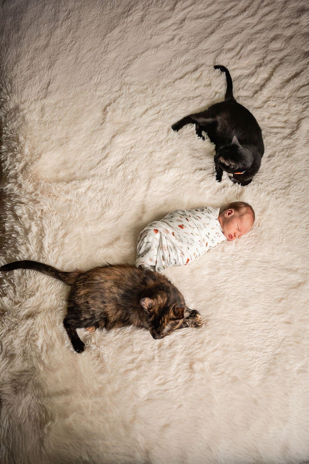 A swaddled baby lying on white carpet with two cats lounging nearby in an overhead view.