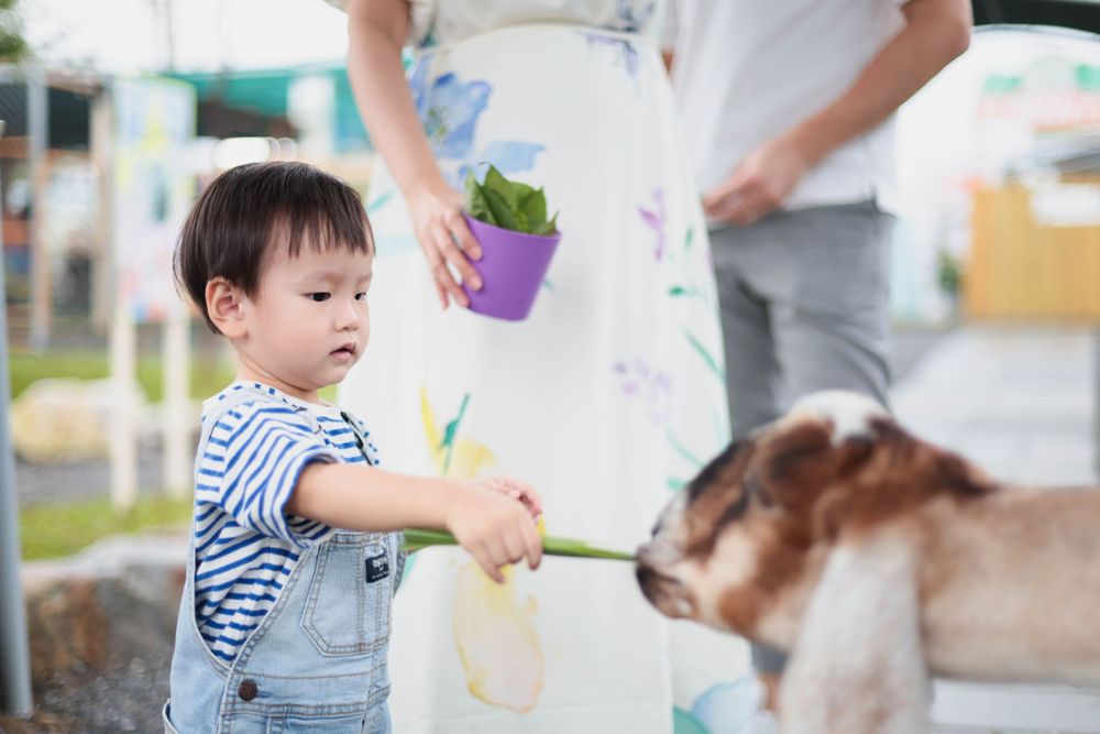 Young child in striped shirt and overalls feeding a goat with a leafy stem.