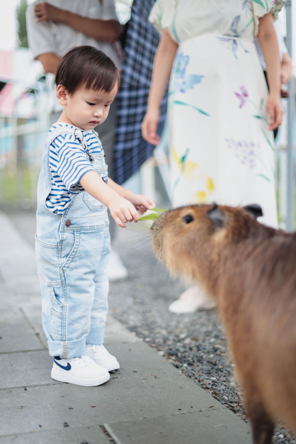 Toddler in denim overalls feeding a capybara at a petting zoo.