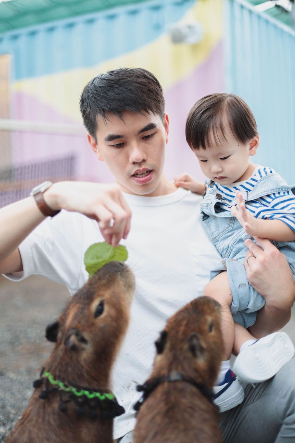Father holding baby while feeding capybaras with green leaves at a zoo.