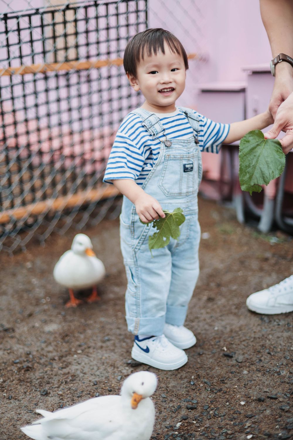 Smiling toddler in denim overalls holding leaves near white ducks in a pen.