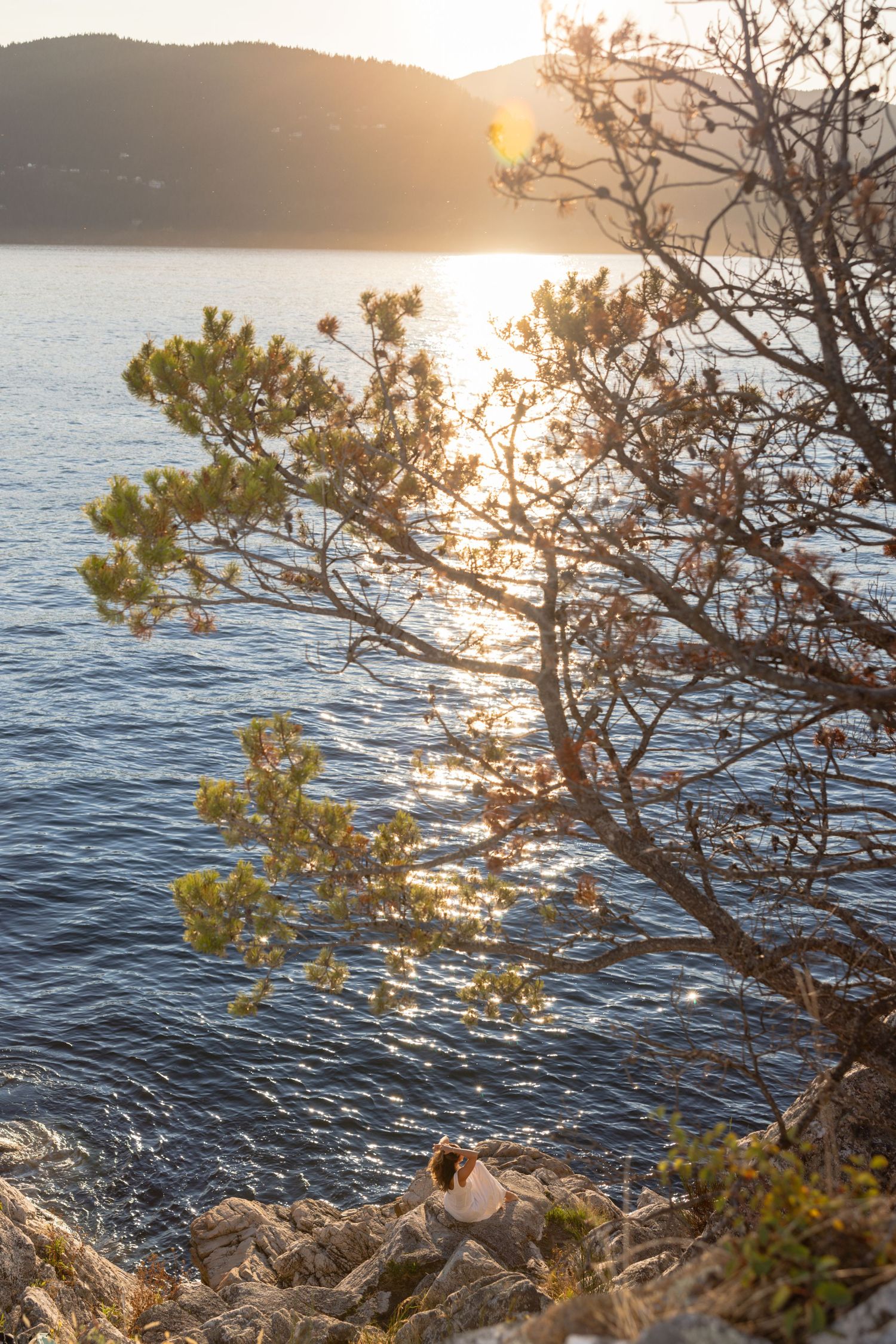 Sunlit pine tree branches frame a serene coastal view with sparkling water and distant hills at sunset.