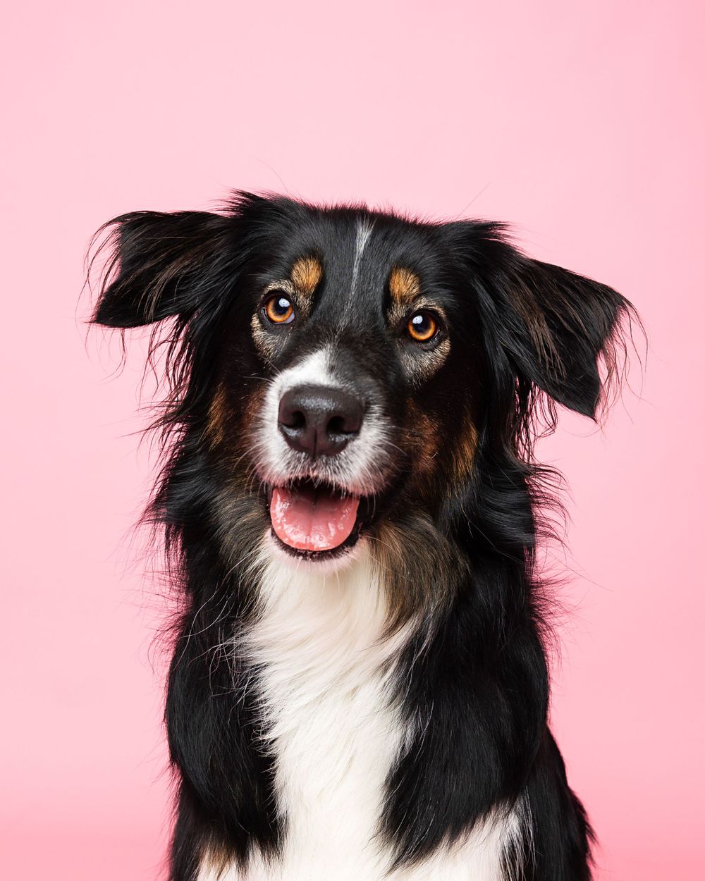 Border collie with black and white fur smiling against pink background.