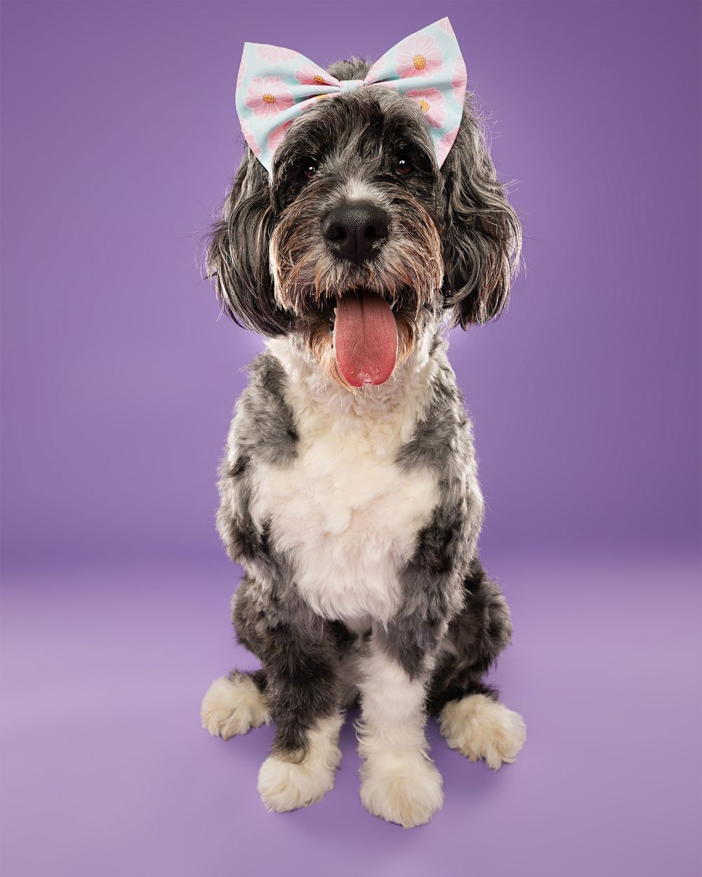 Shaggy black and white dog wearing pink bow against purple background.