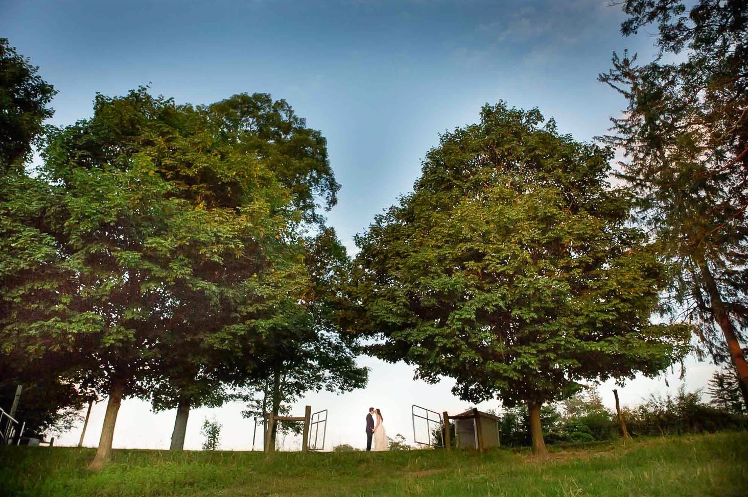 Silhouettes of trees frame a romantic couple standing together against a dusky sky.