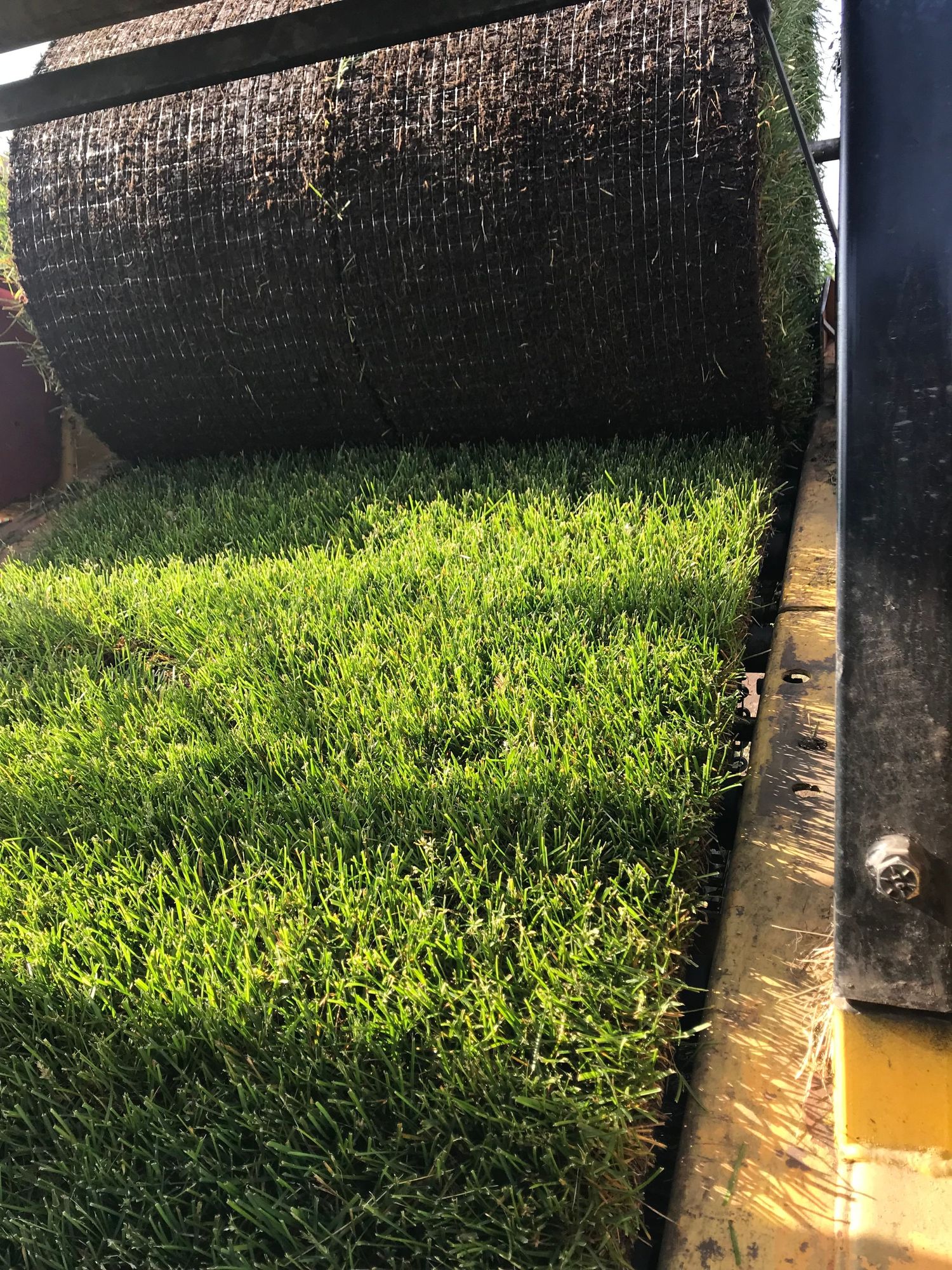 Metro Turf Sod Farm Harvesting sod on Harvest machine for application purposes