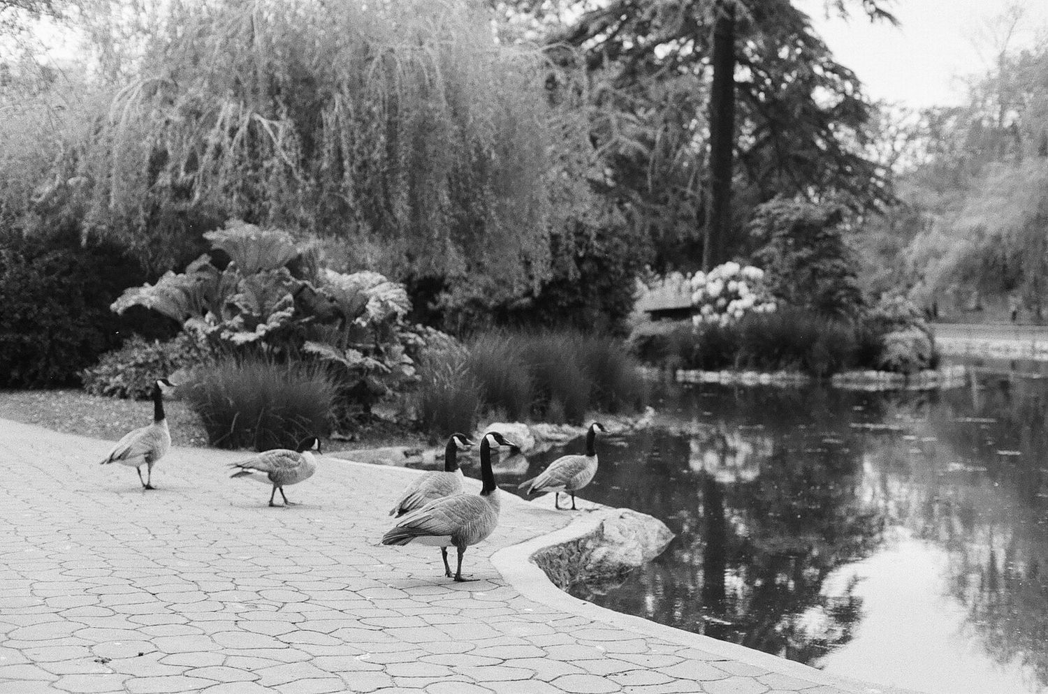 Canada Geese, Beacon Hill Park, Victoria, British Colombia. Black and White Film. Travel Photography. Landscape Photo.