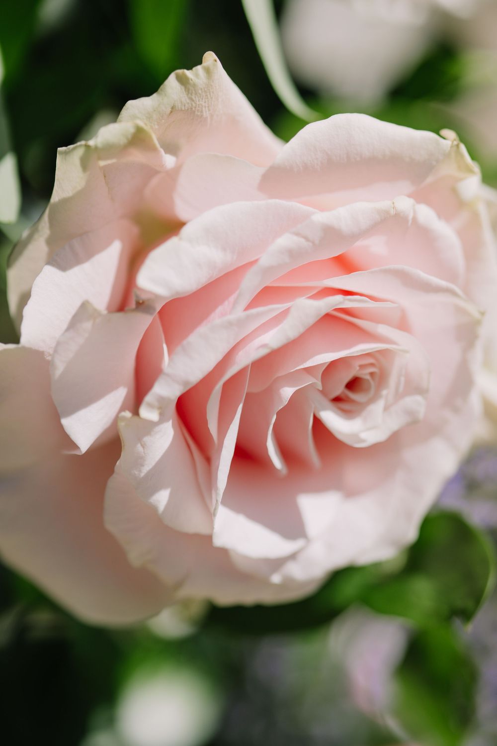 A delicate pale pink rose in full bloom with soft layered petals, surrounded by green foliage in a garden setting.