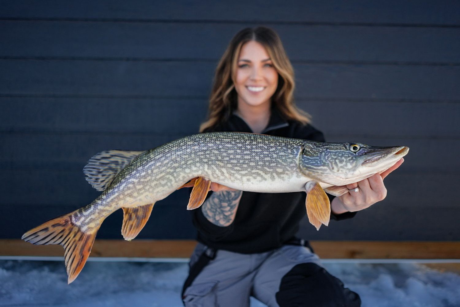 Someone holding a large northern pike fish against a dark blue wall background.