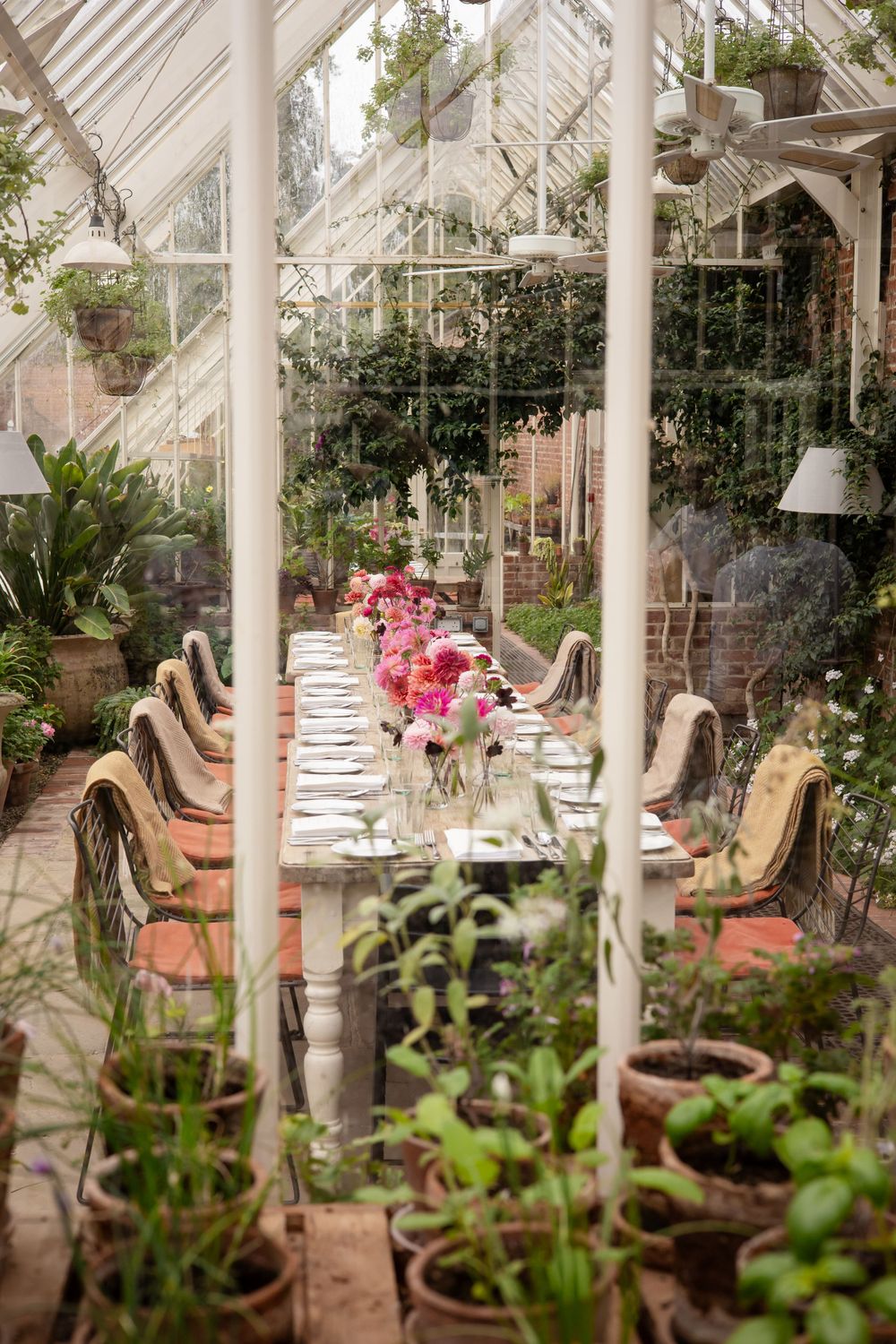 Elegant greenhouse dining setup with long table, pink floral centerpieces, and climbing plants.