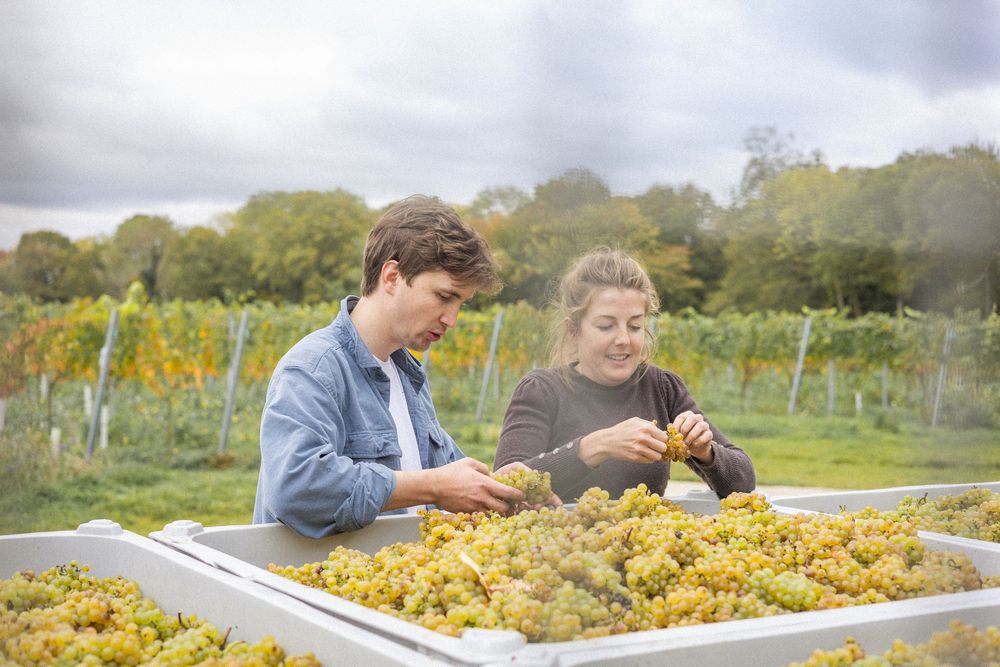 Vineyard workers harvesting golden grapes in autumn sunlight.