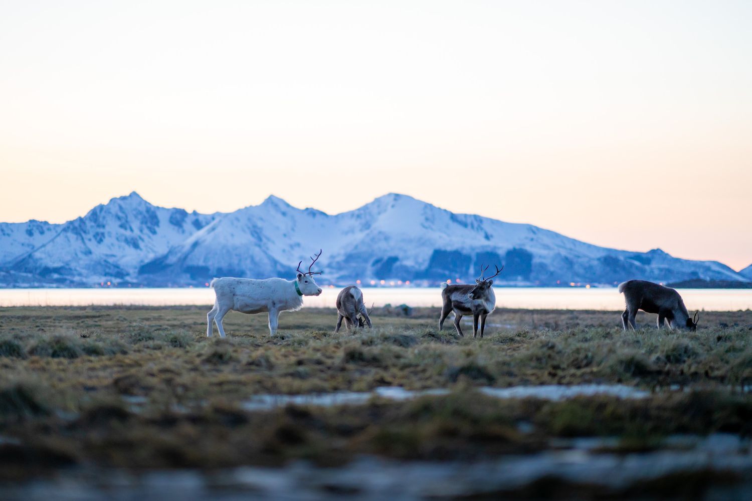 rennes lofoten andenes voyage
