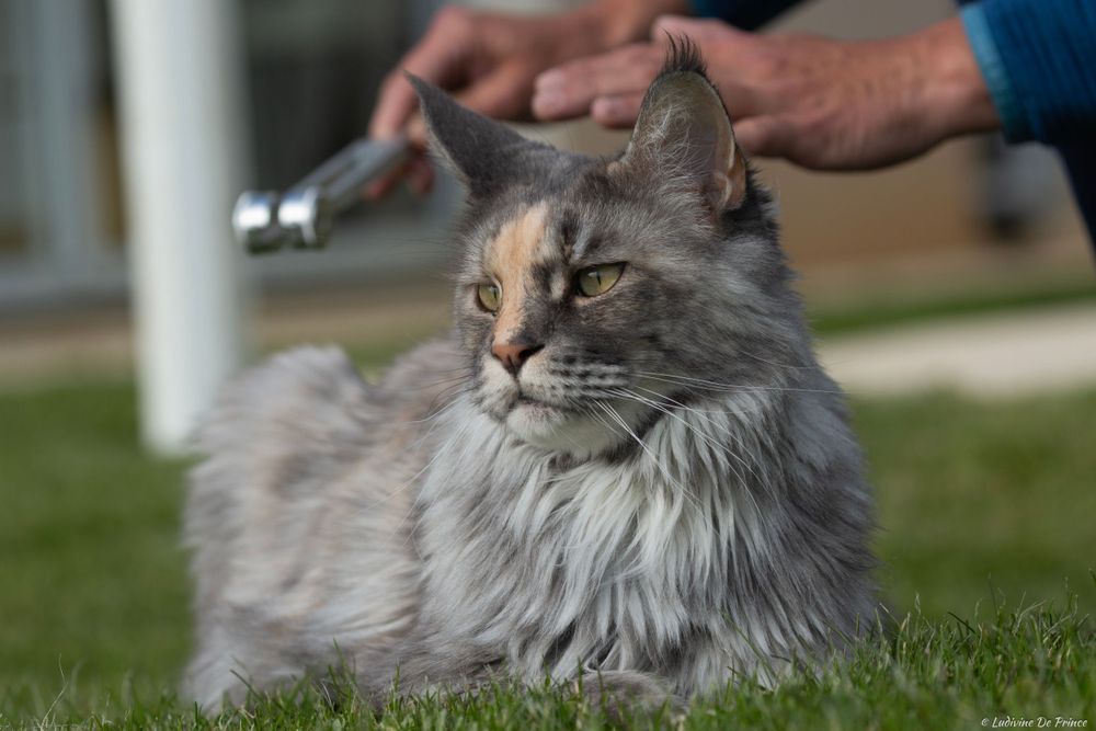 ludivine de prince photographie animal de compagnie professionnels chat maincoon sonothérapie