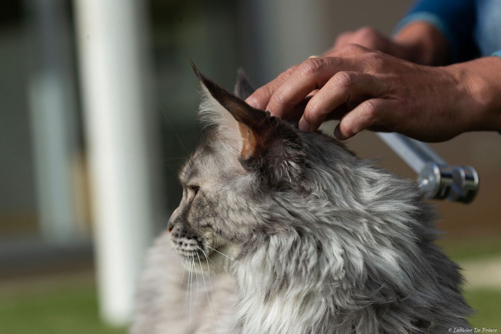 ludivine de prince photographie animal de compagnie professionnels chat maincoon
