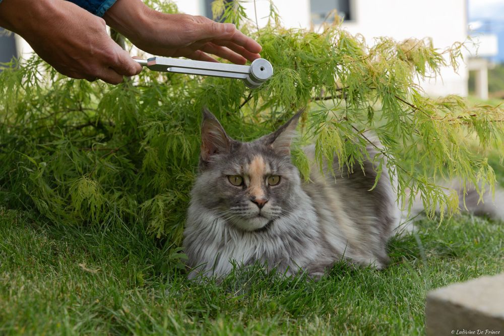 ludivine de prince photographie animal de compagnie professionnels chat maincoon sonothérapie