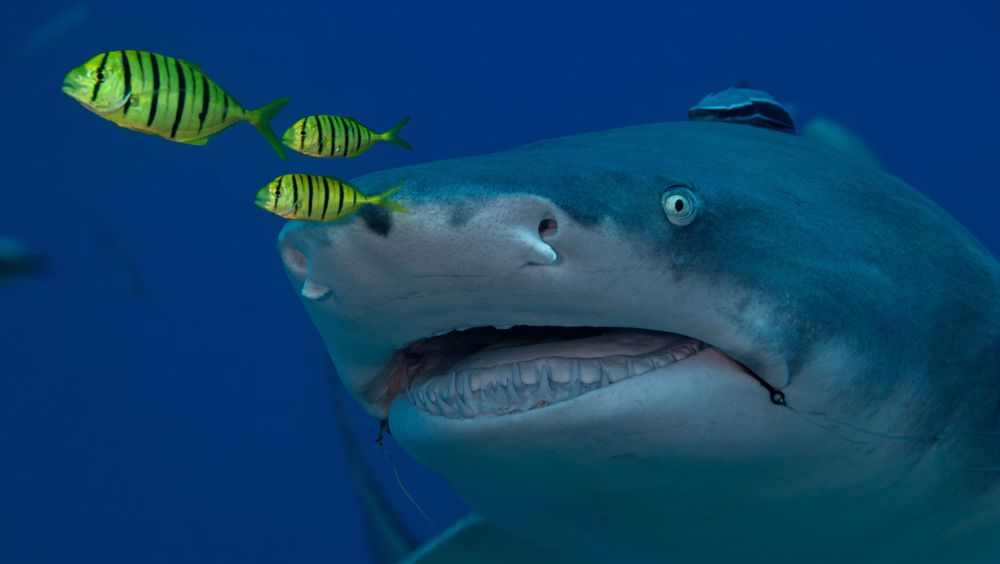 lemon shark swimming with bright yellow striped fish near its mouth in blue ocean waters.