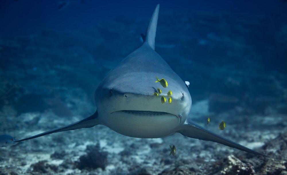 A grey reef shark swims in deep blue water with small yellow fish swimming alongside it near its head.