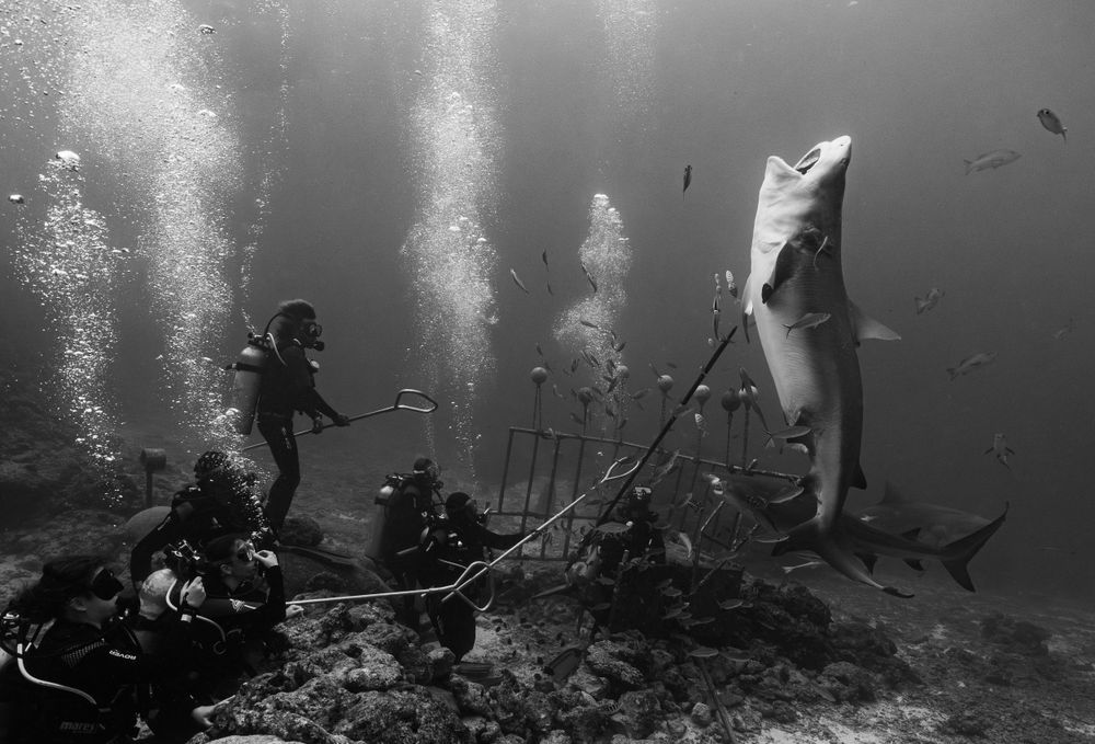 Black and white underwater scene showing scuba divers observing sharks near remnants of a shipwreck on the ocean floor.