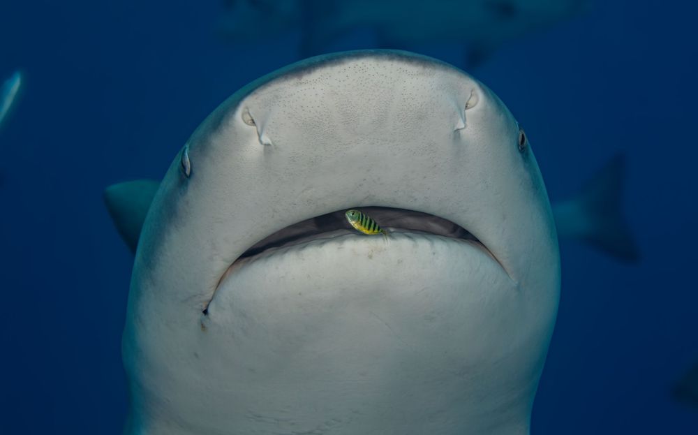 Close-up underwater view of shark's face showing its eyes and mouth against deep blue background.