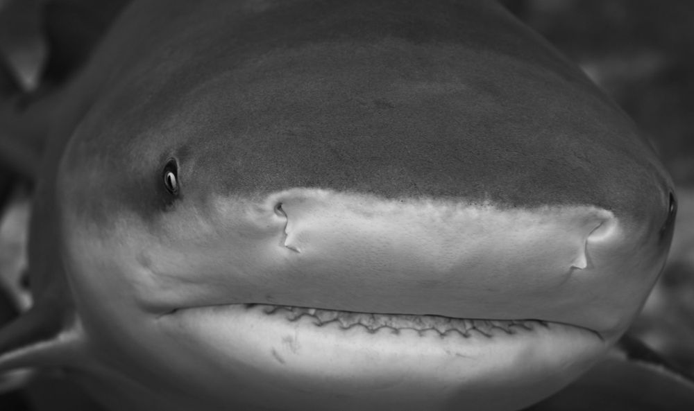 Black and white close-up portrait of shark's face showing detailed texture of its skin and snout.