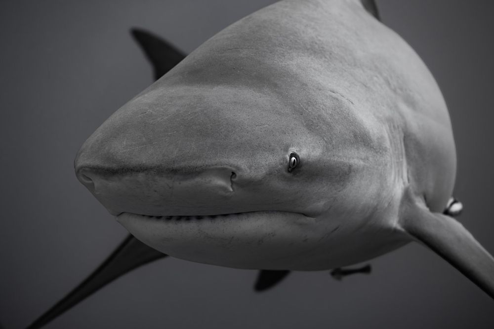 Close up black and white portrait of a bull shark's head showing its distinctive blunt snout and serious expression.
