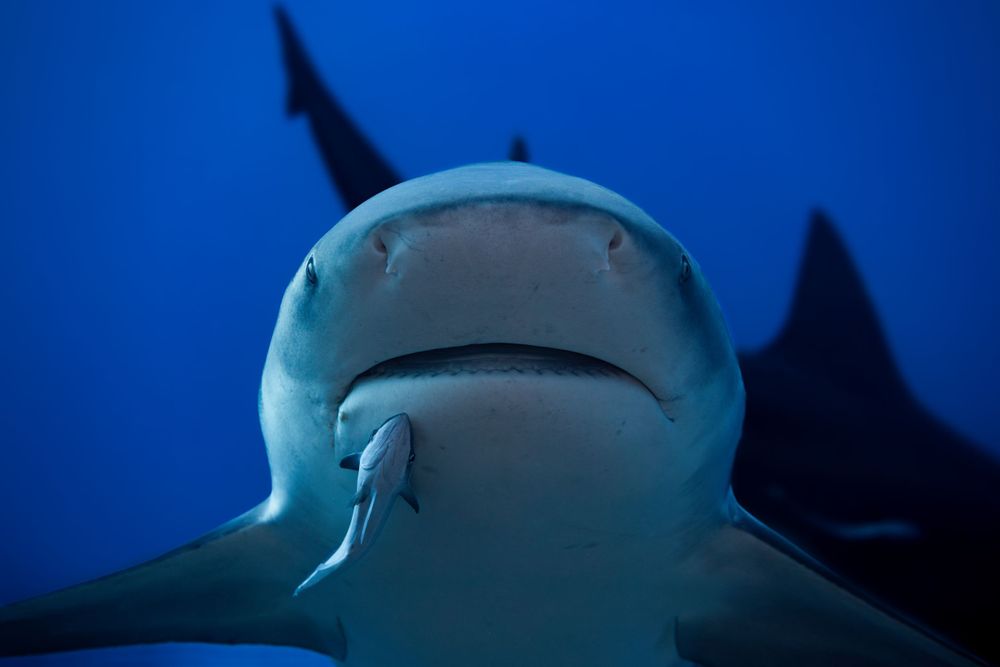 Close-up underwater view of a bull shark's face against deep blue water.