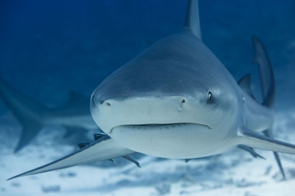 Profile view of a bull shark swimming near a sandy ocean floor.