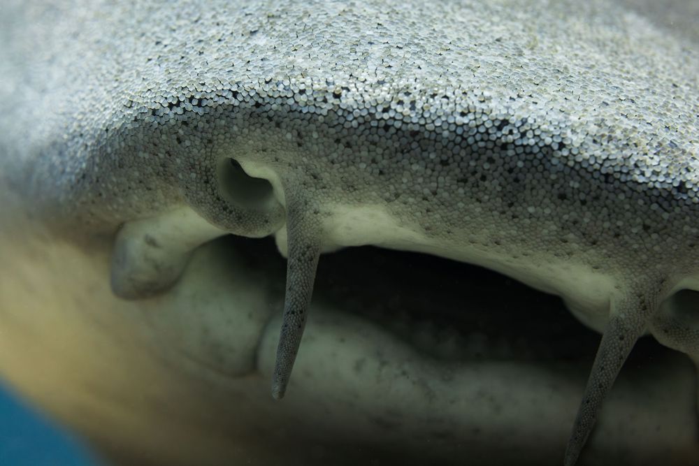 Extreme macro shot of a shark's skin texture showing dermal denticles.