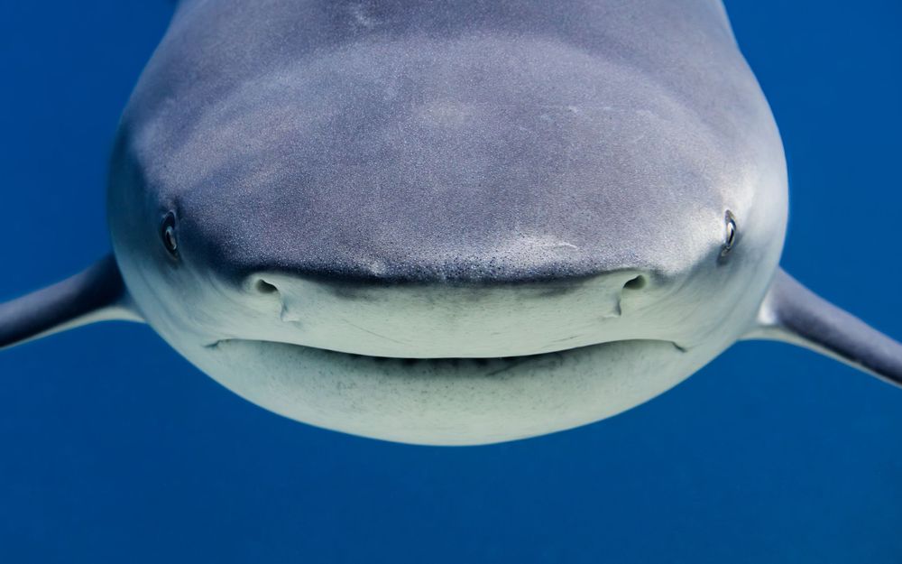 Close-up front view of a great white shark's face showing its distinctive snout and smile-like expression against blue water.