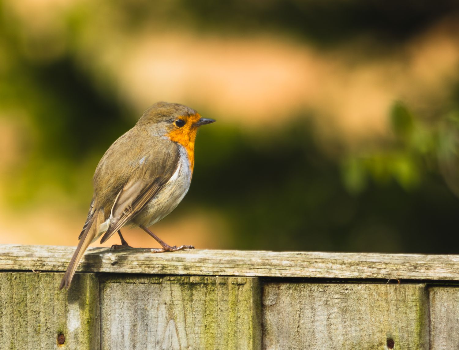Robin