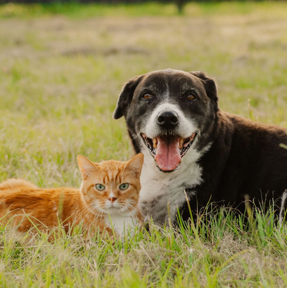 Orange cat and black and white dog lying together in grass, showing companionship between different pet species.