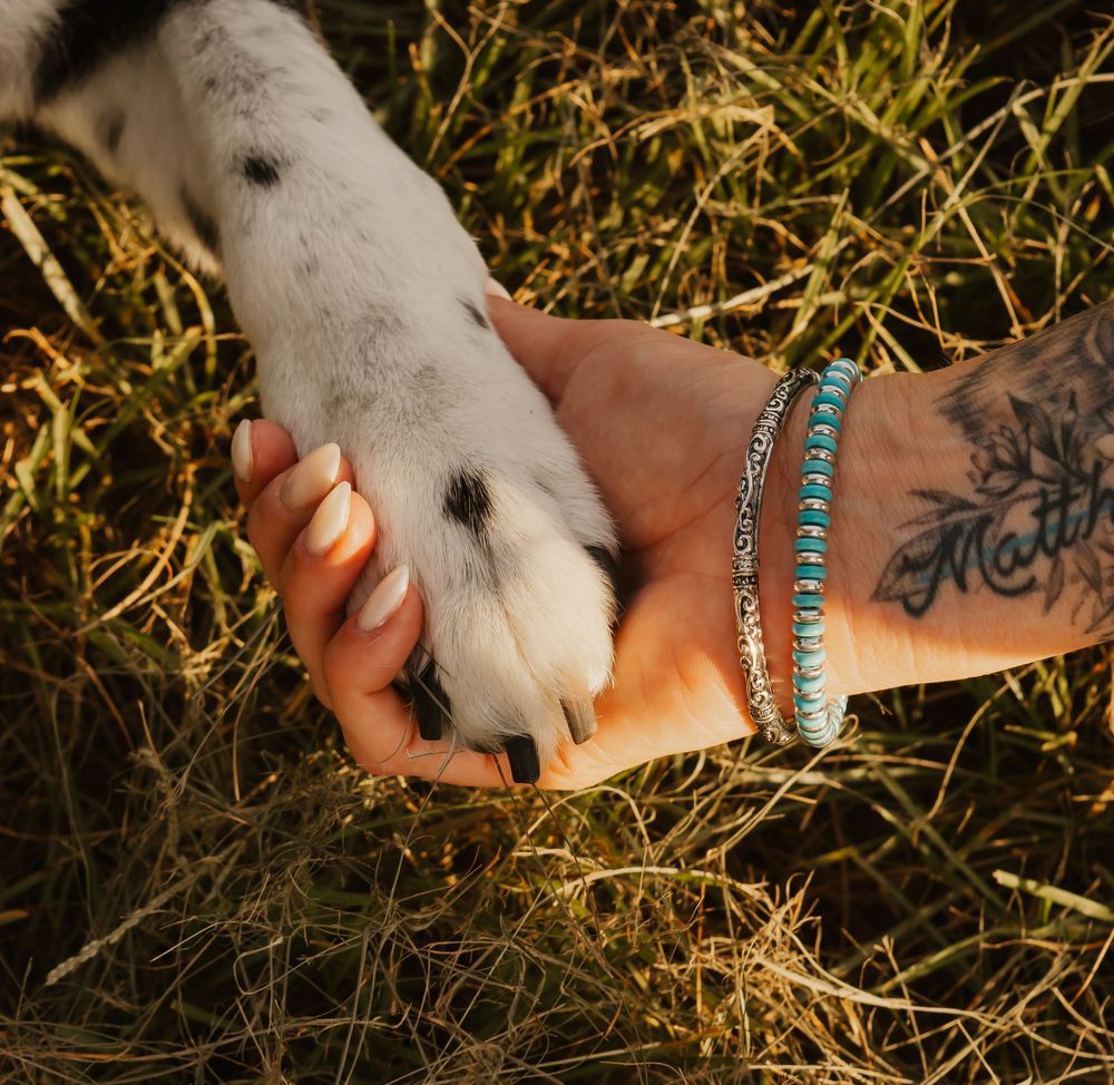 Close-up series of hands holding and petting a white and black dog's paw in grass and sunlight.