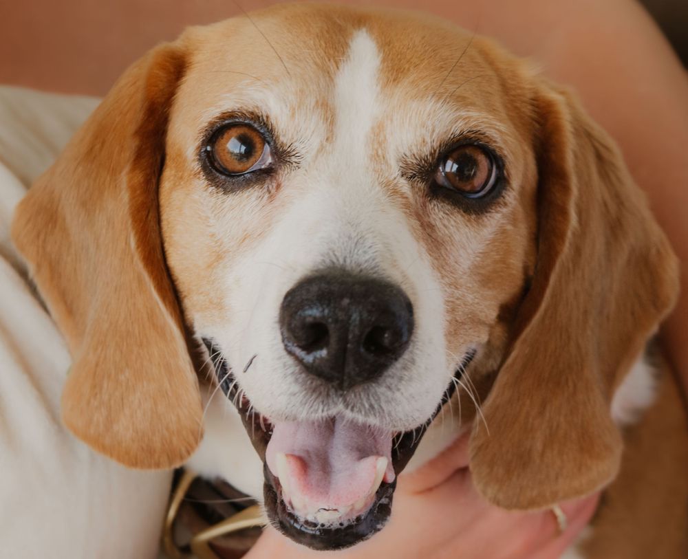 A happy beagle dog with floppy ears and expressive eyes shown in a series of close-up shots displaying different facial expressions.