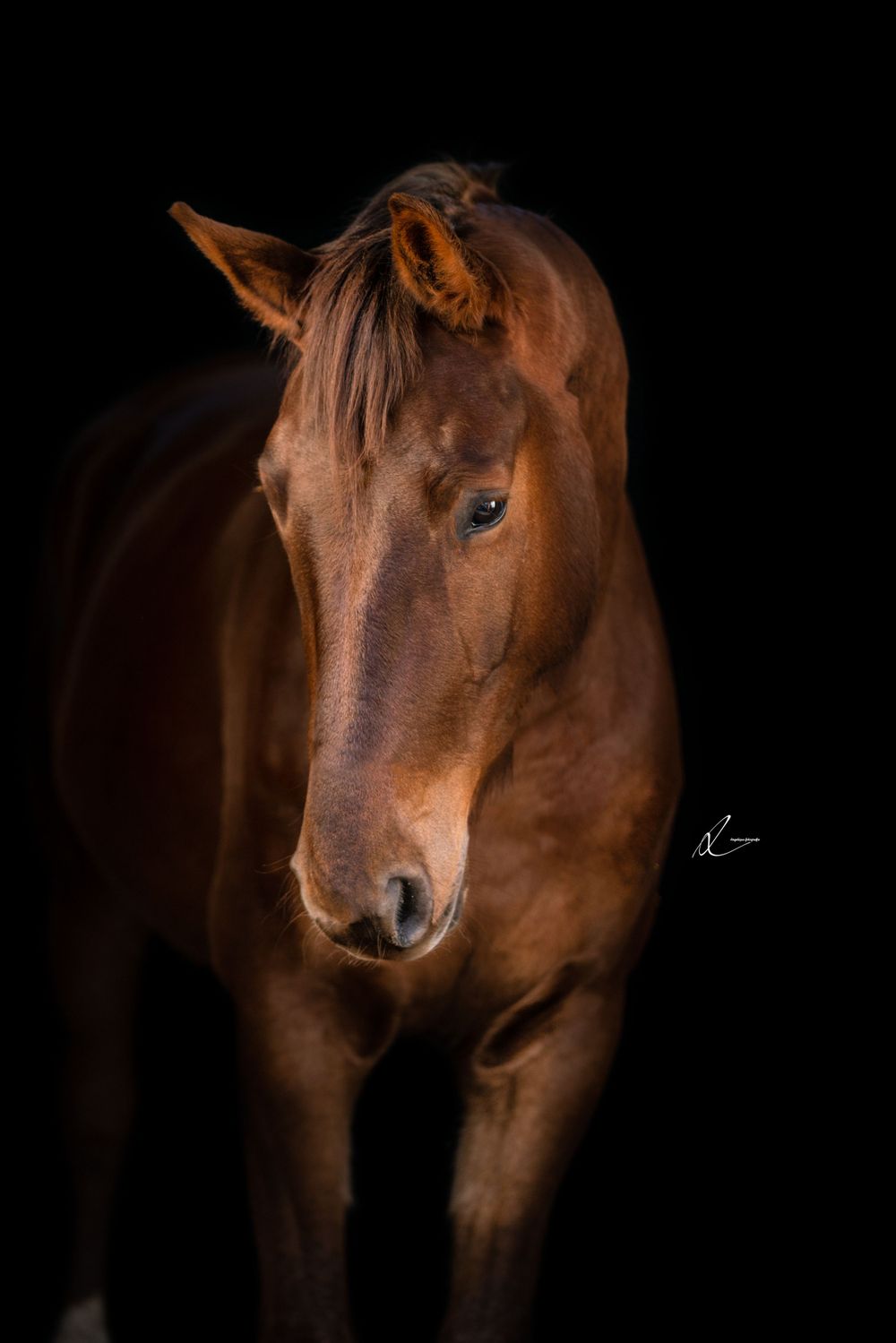Portrait of a chestnut horse with deep brown coat against black background showcasing elegant facial features.