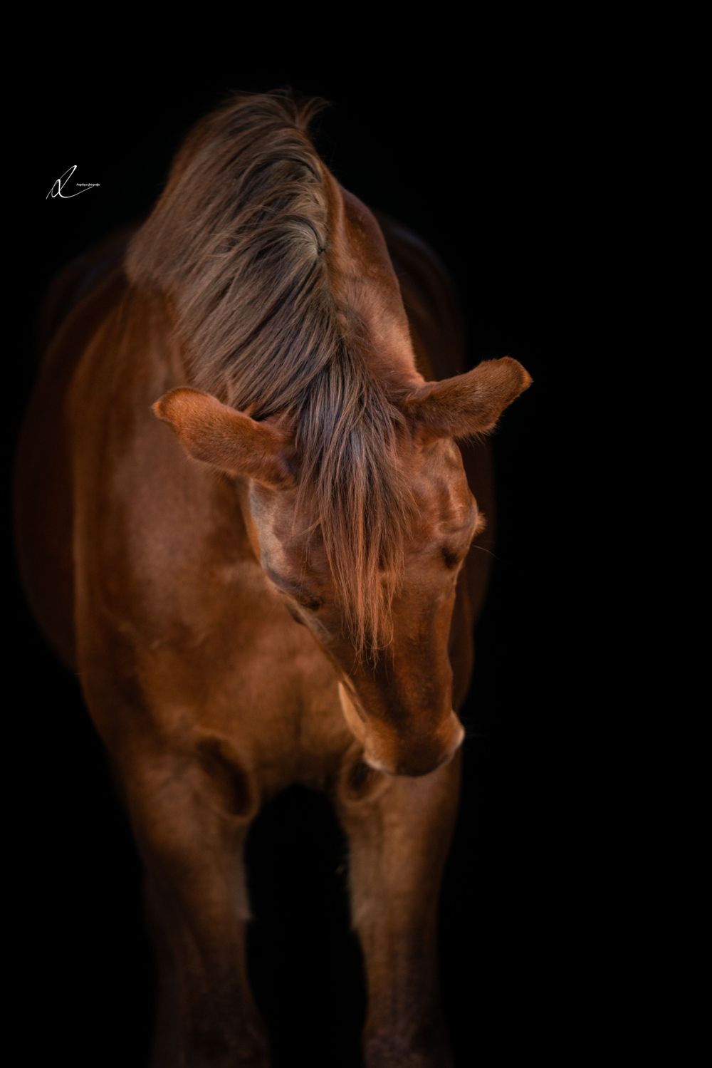 Dramatic portrait of a chestnut horse with flowing mane standing against a black background in studio lighting.