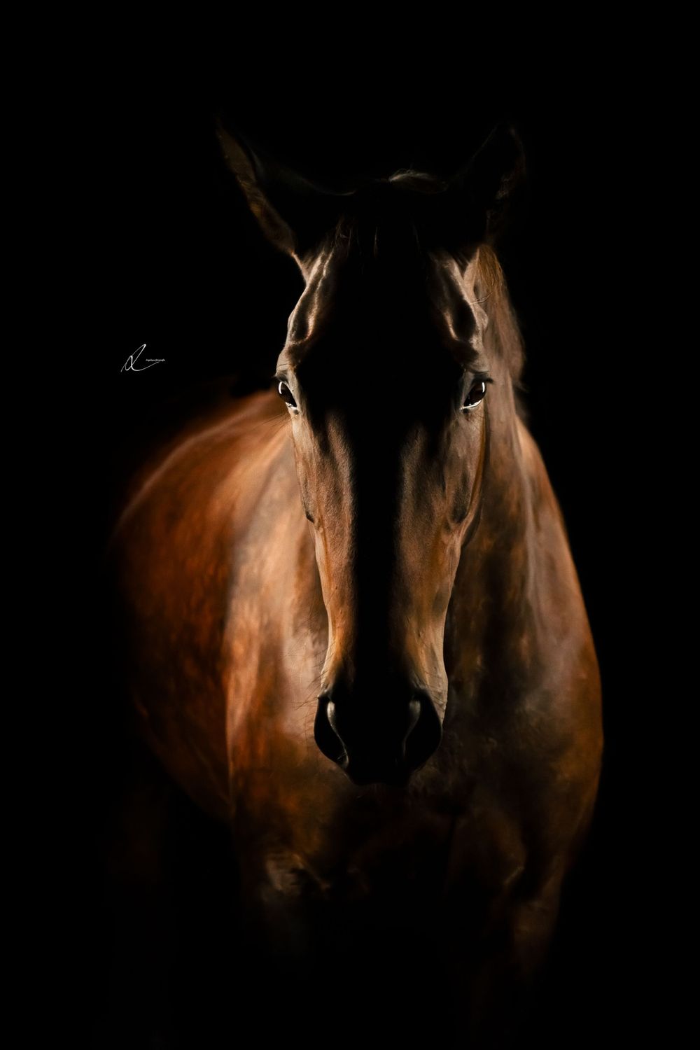 A dramatic portrait of a brown horse emerging from darkness with striking lighting highlighting its face and silhouette.