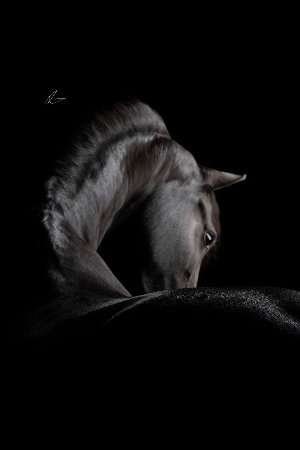 A dark gray horse elegantly curves its neck downward against a dramatic black background in a fine art portrait.