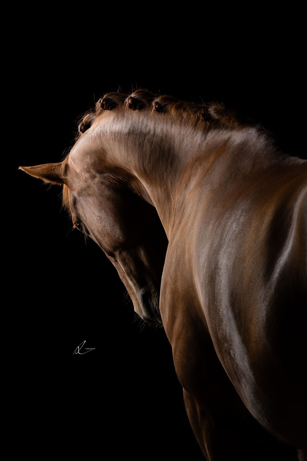 Elegant golden horse with braided mane photographed against black background, showcasing muscular neck and glossy coat in dramatic lighting.