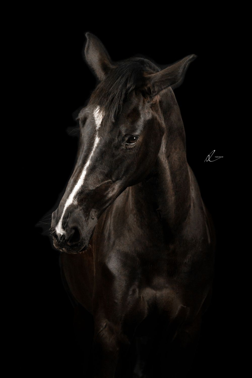 Dark horse with white facial marking photographed in dramatic low-key lighting against black background.