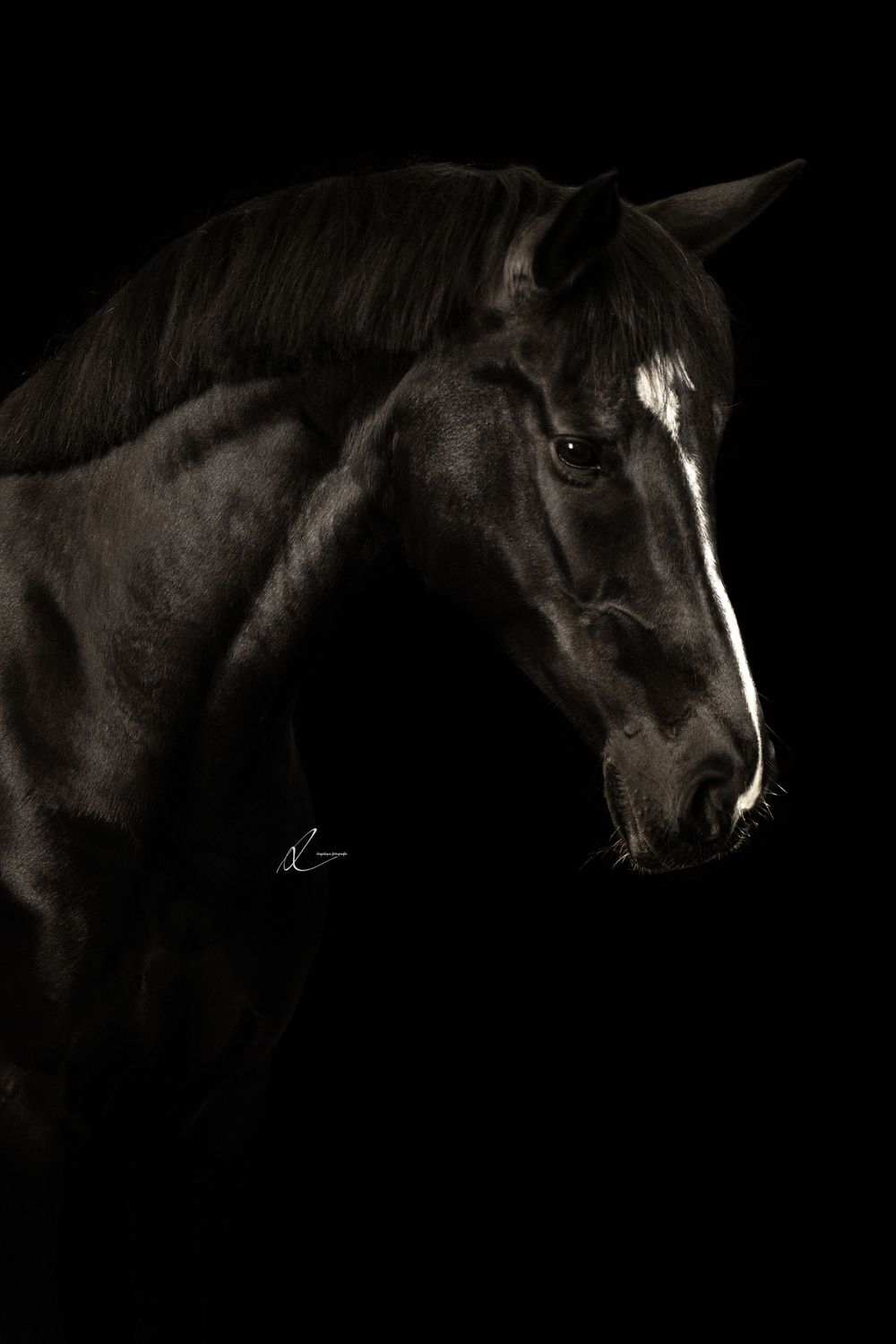 Profile view of a black horse with white blaze marking against dark backdrop in dramatic studio lighting.