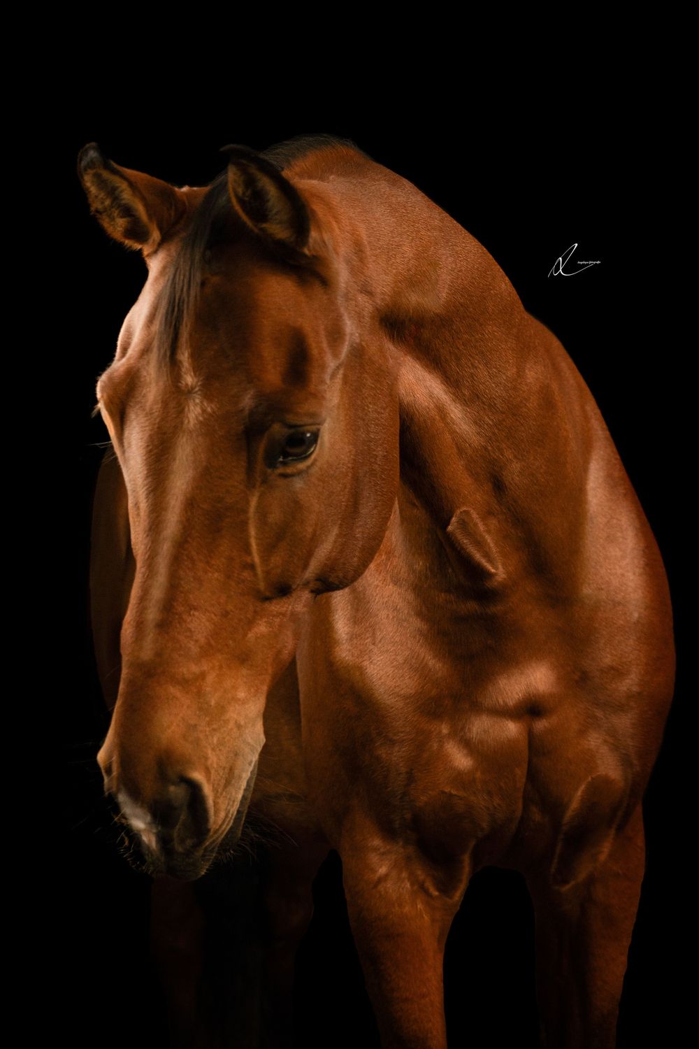 A chestnut horse with a graceful neck poses against a black background in dramatic studio lighting.