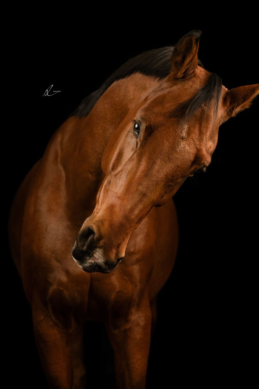 A series of close-up photographs showing different angles of a chestnut brown horse's head and profile against a dark background.