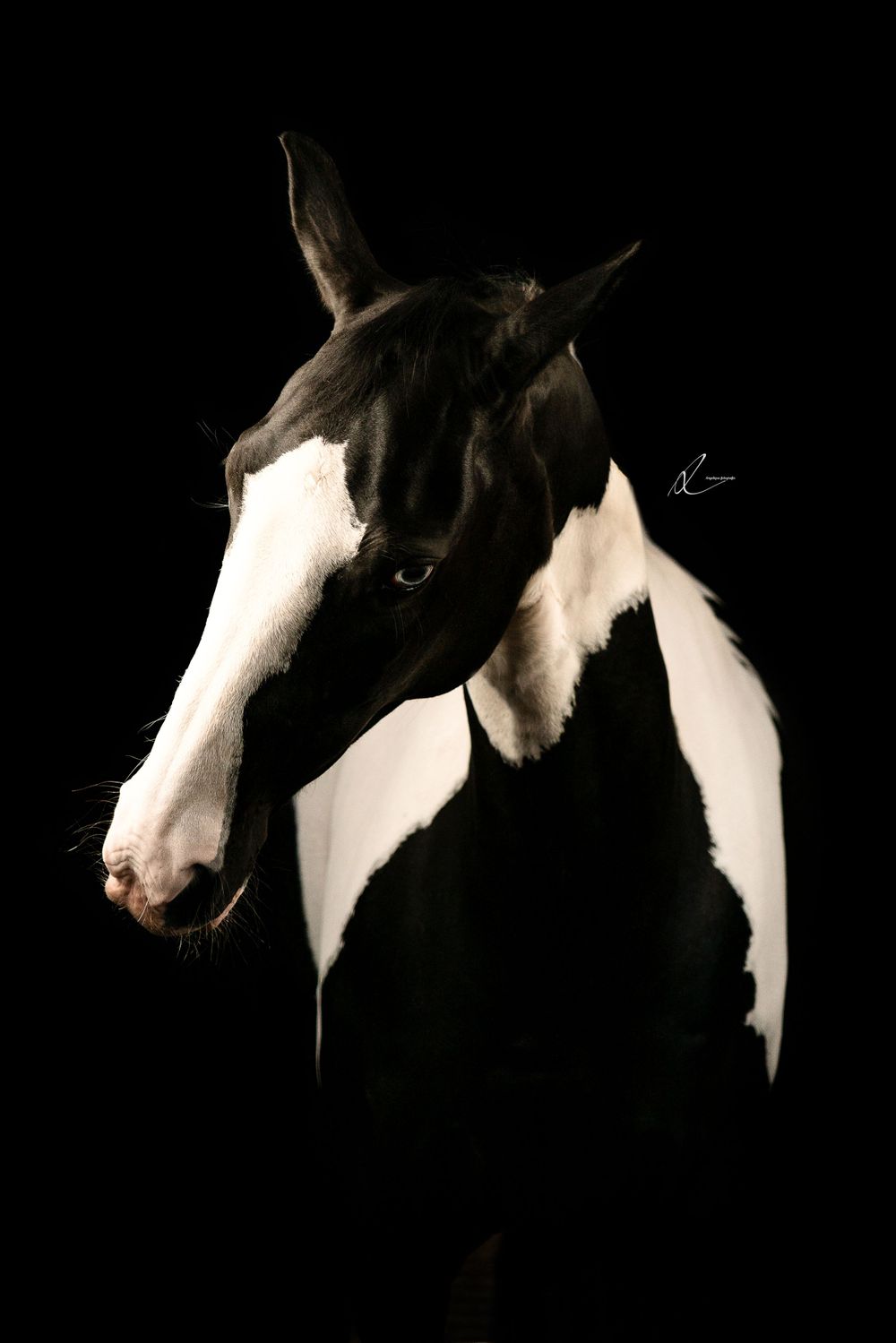 A black and white paint horse portrait against a dark background shows striking contrast in dramatic lighting.