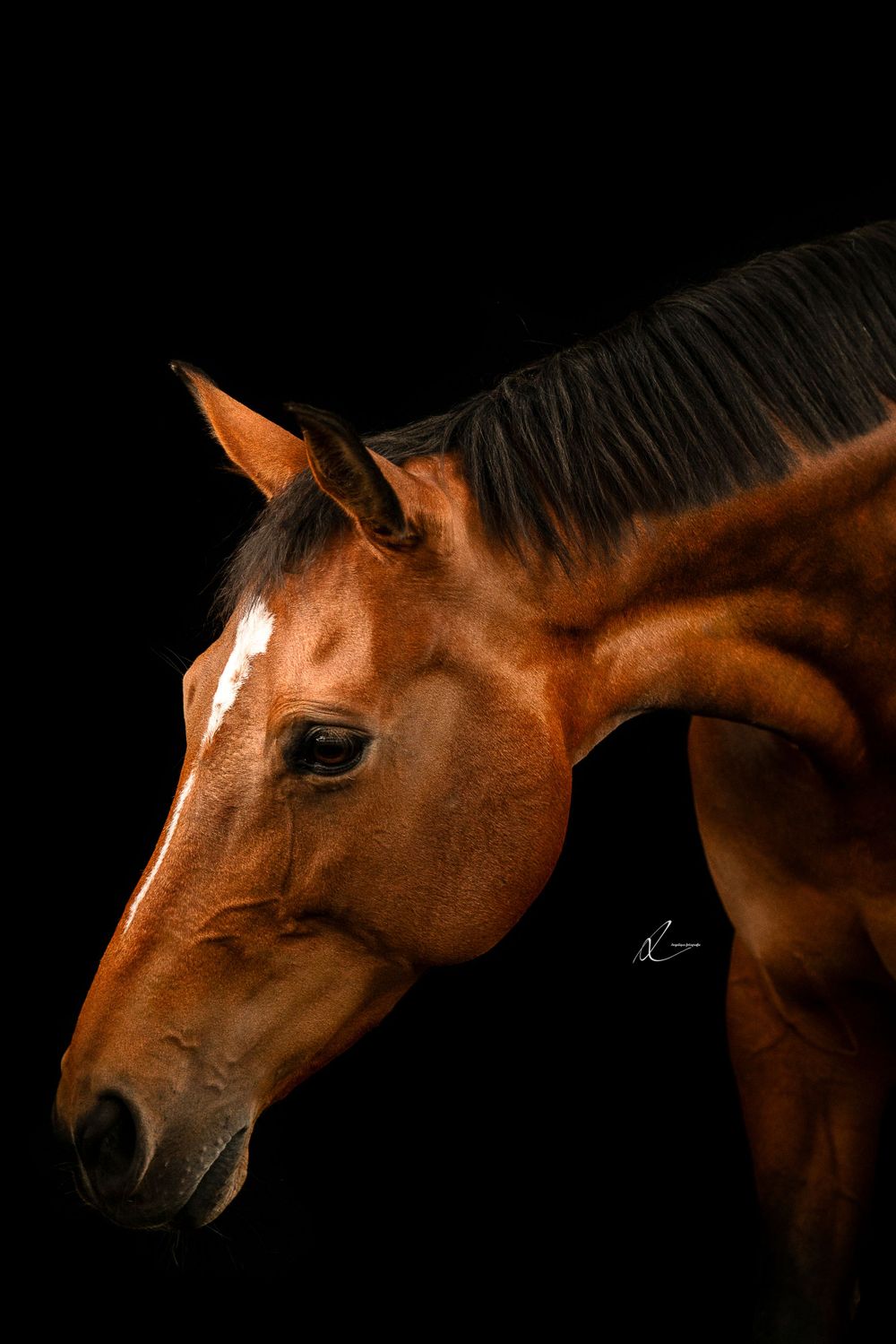 Portrait of chestnut horse with white facial marking against black background in studio lighting.