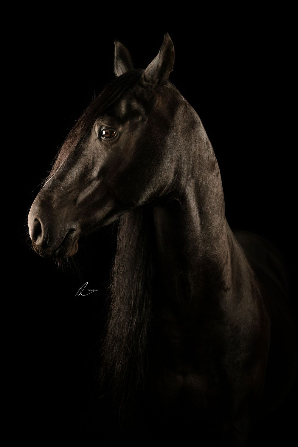 Dark side profile portrait of a black horse with expressive eye against dramatic black background.