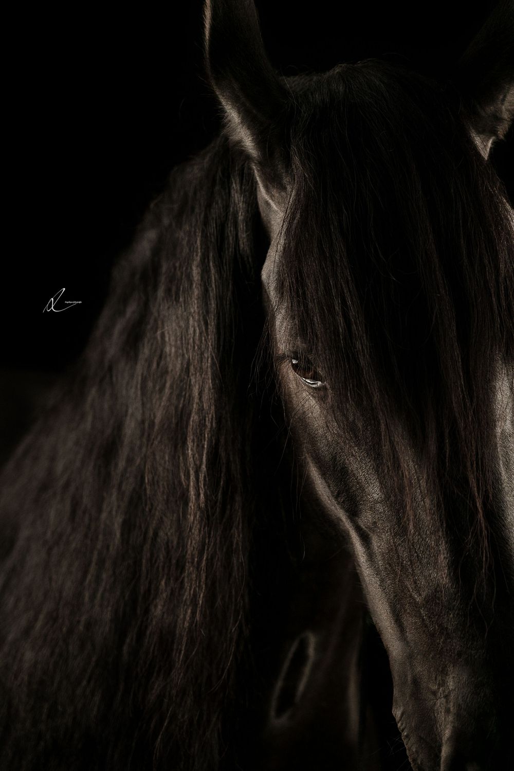Close-up side profile of black horse with long flowing mane in dark moody lighting.